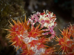 Soft Coral Crab.  Lembeh Strait, Indonesia.  Canon 20D, C... by Ross Gudgeon 